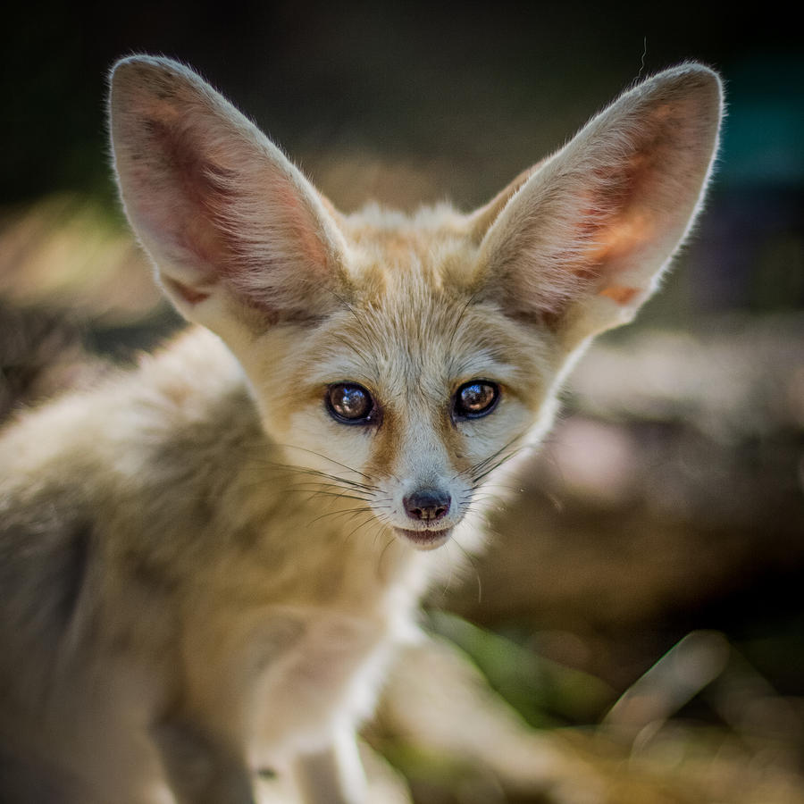 Fennec Fox Photograph By Dayna De Hoyos