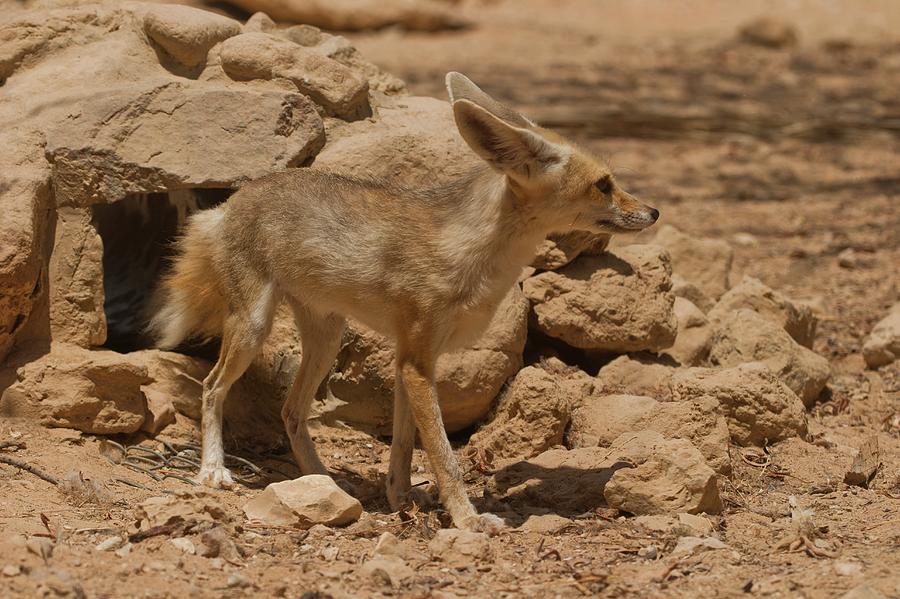 Fennec Fox Photograph by Photostock-israel - Fine Art America