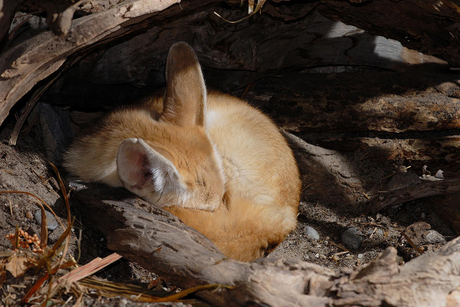 Fox Photograph - Fennec Fox Sleeping by John Mitchell