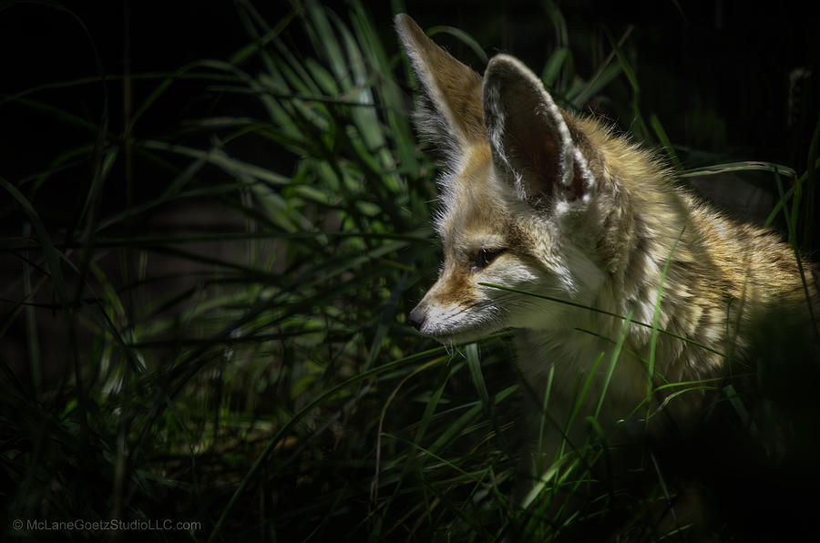 Fennec Fox spotted on his nightly prowl Photograph by LeeAnn McLaneGoetz McLaneGoetzStudioLLCcom