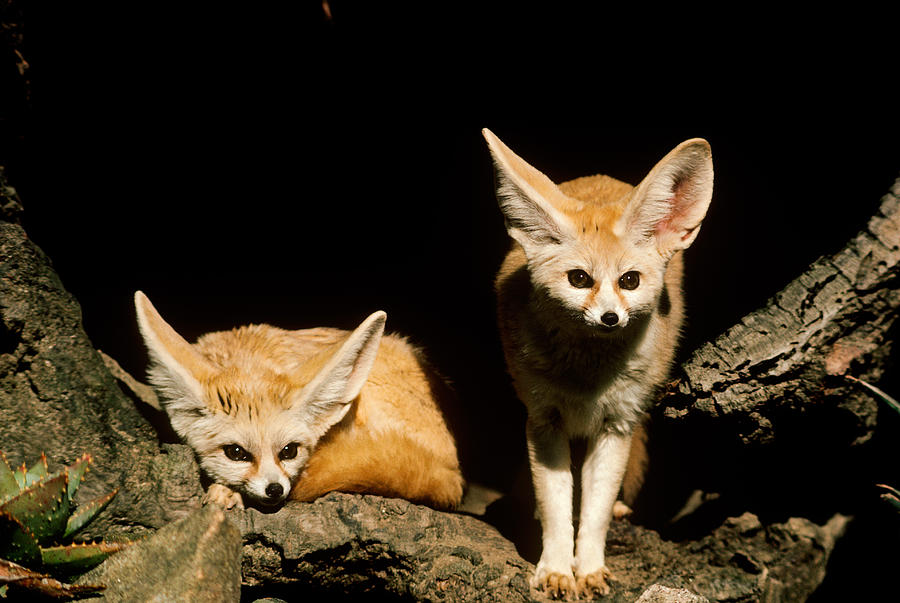 Fennec Foxes Vulpes Zerda Photograph by R. Van Nostrand