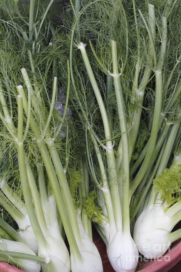 Fennel Bulbs and Tops Photograph by Lee Serenethos | Fine Art America