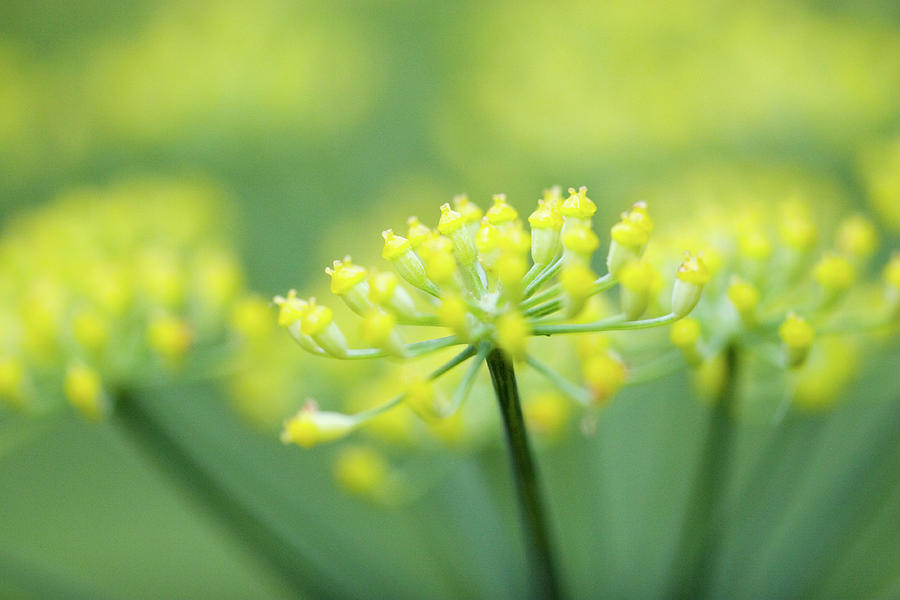 Fennel (foeniculum Vulgare) Photograph by John Devries/science Photo Library