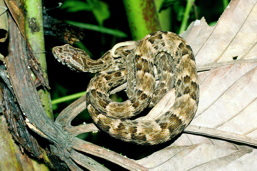 Snake Photograph - Fer-de-lance by Dr Morley Read/science Photo Library