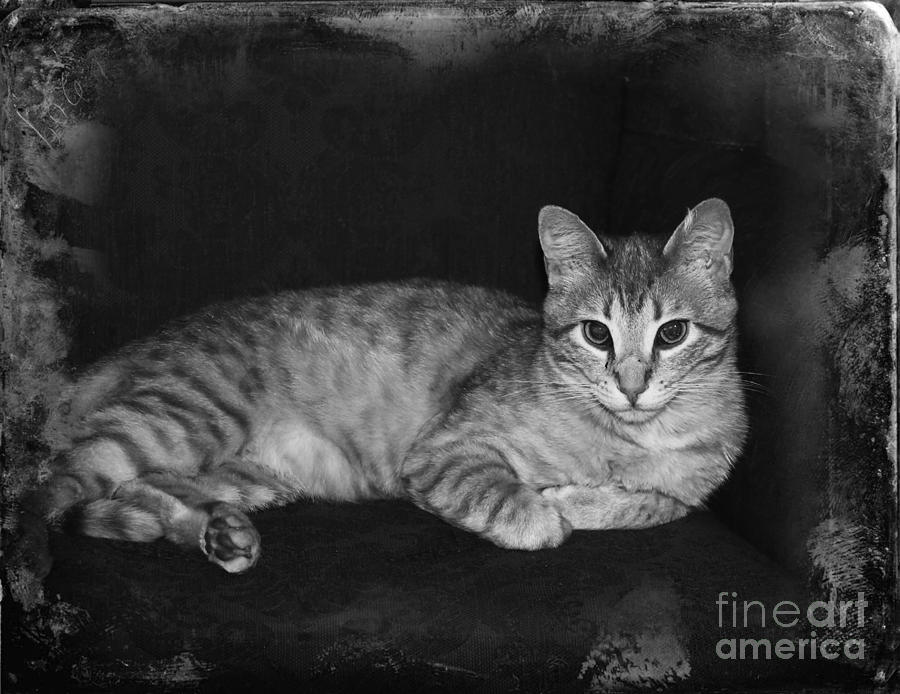Feral Cat Day by Michelle Wolff Feral Cat Day by Michelle Wolff