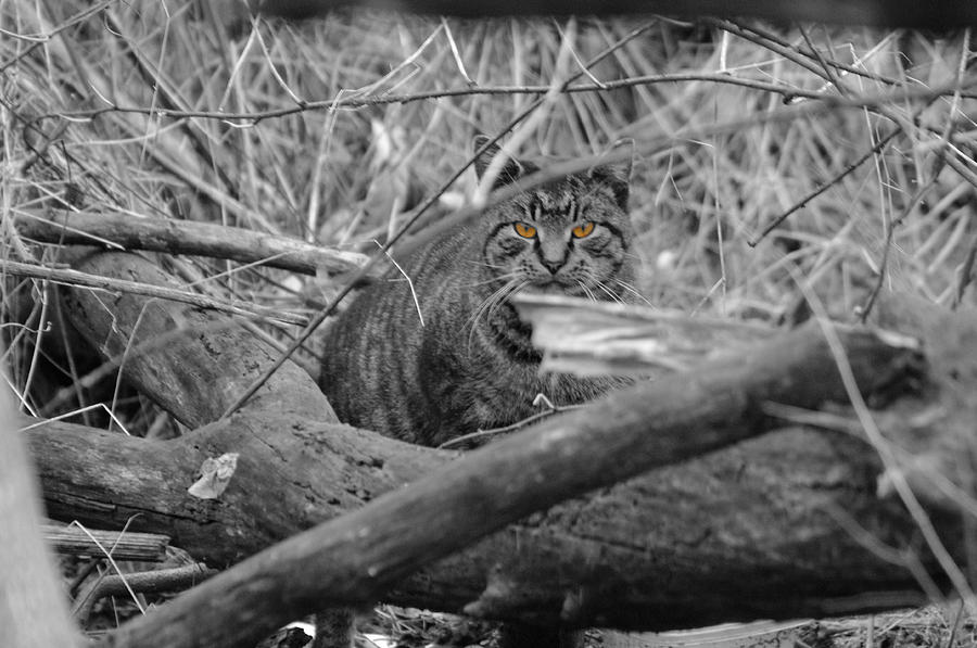 Feral Cat Photograph by Greg Graham