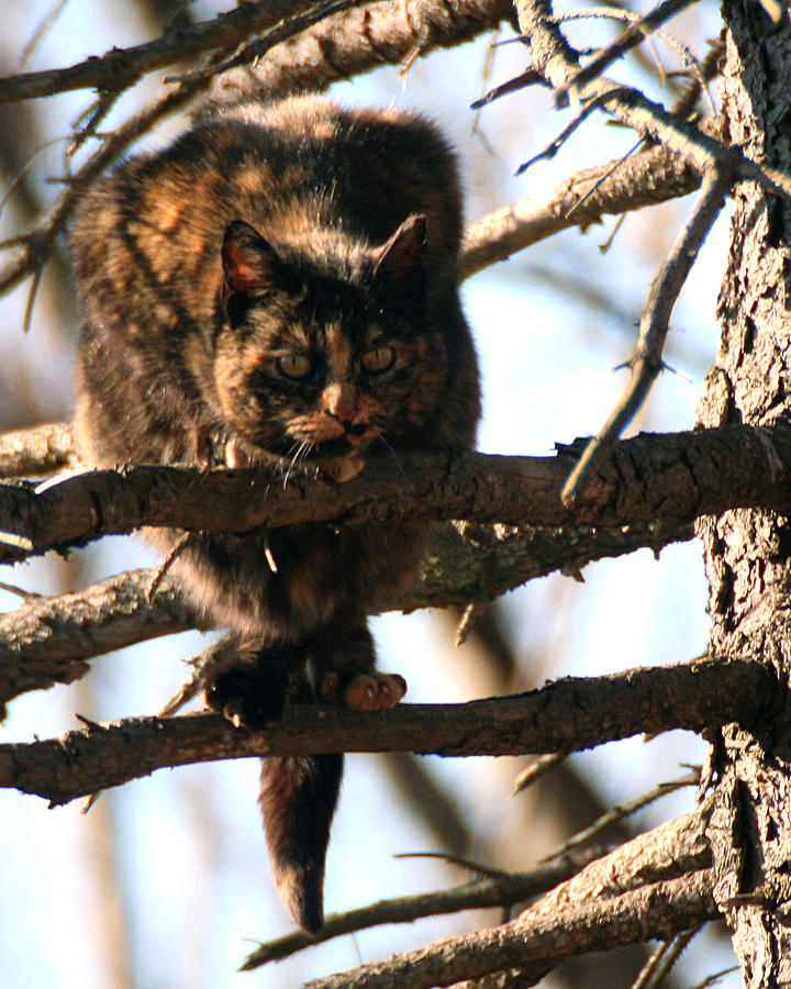 Feral Cat in Pine Tree Photograph by William Selander