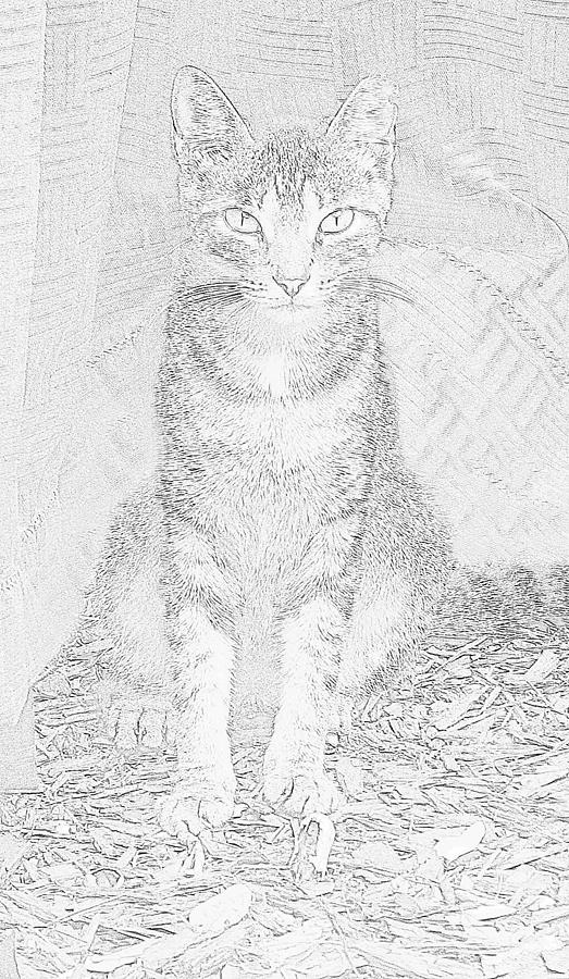 Feral Cat Ms. Kit  Photograph by Strangefire Art       Scylla Liscombe