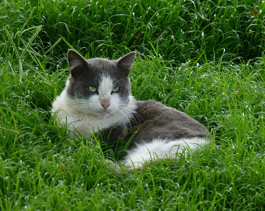 Feral Cat Resting in the Grass Photograph by Lori Seaman