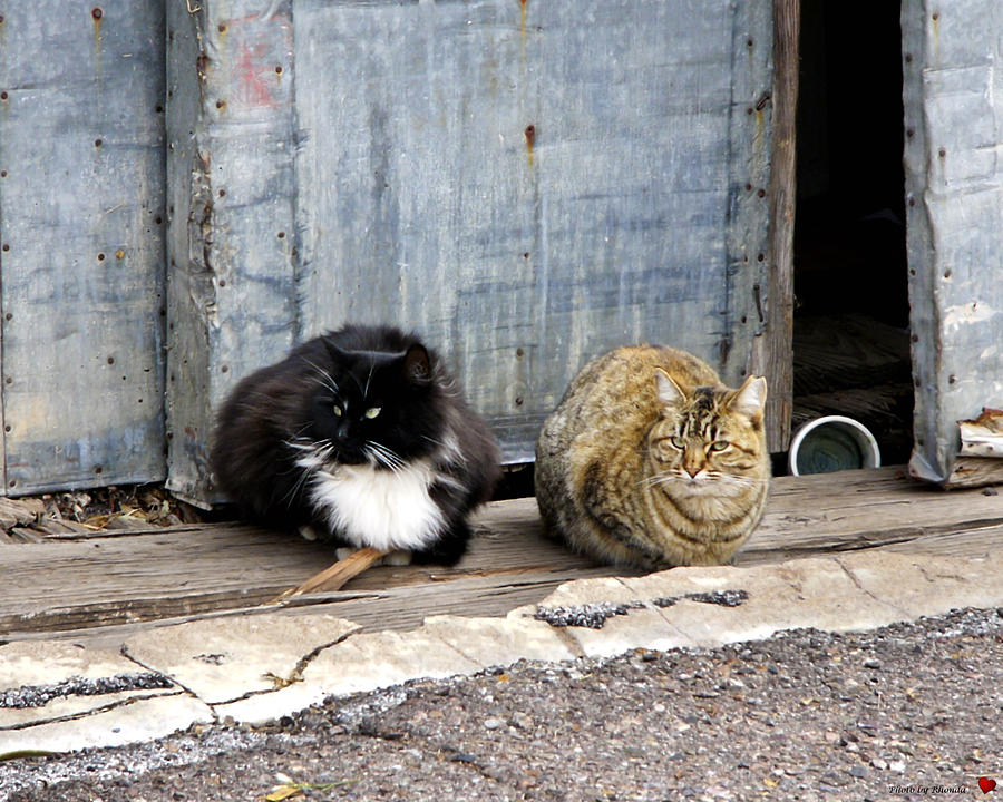 Feral Cats Photograph by Rhonda McDougall