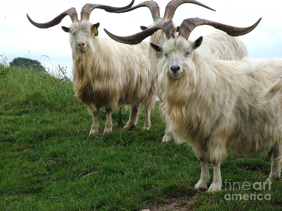 Feral Goats Photograph by Joe Cashin