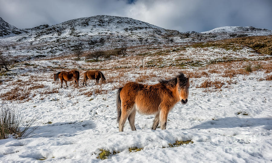Snowdonia National Park Photograph - Feral Horse by Adrian Evans