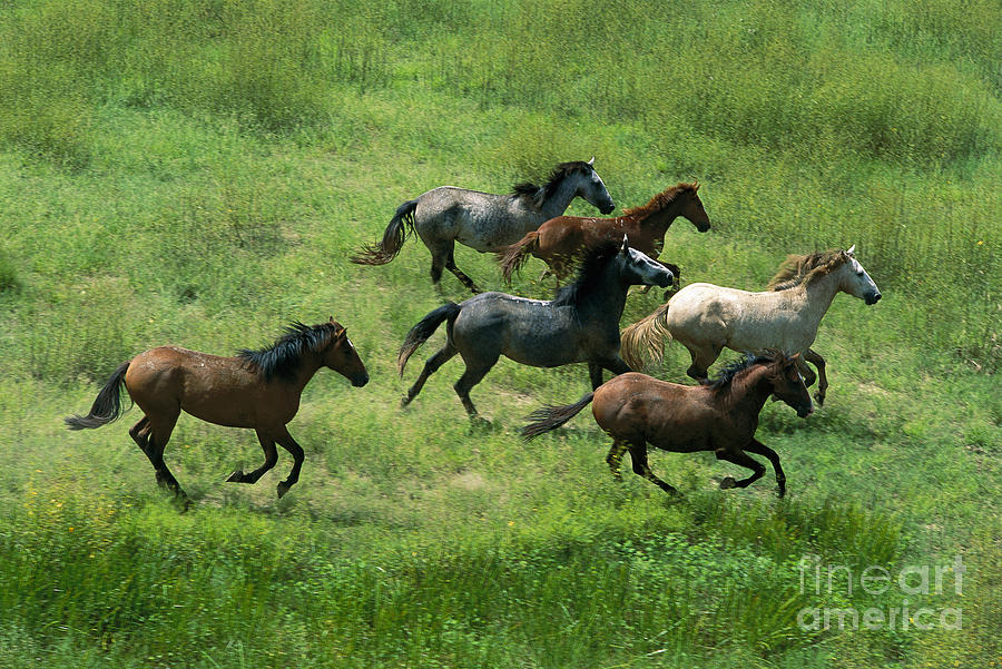 Feral Horses Brumbies Photograph by Jean-Paul Ferrero