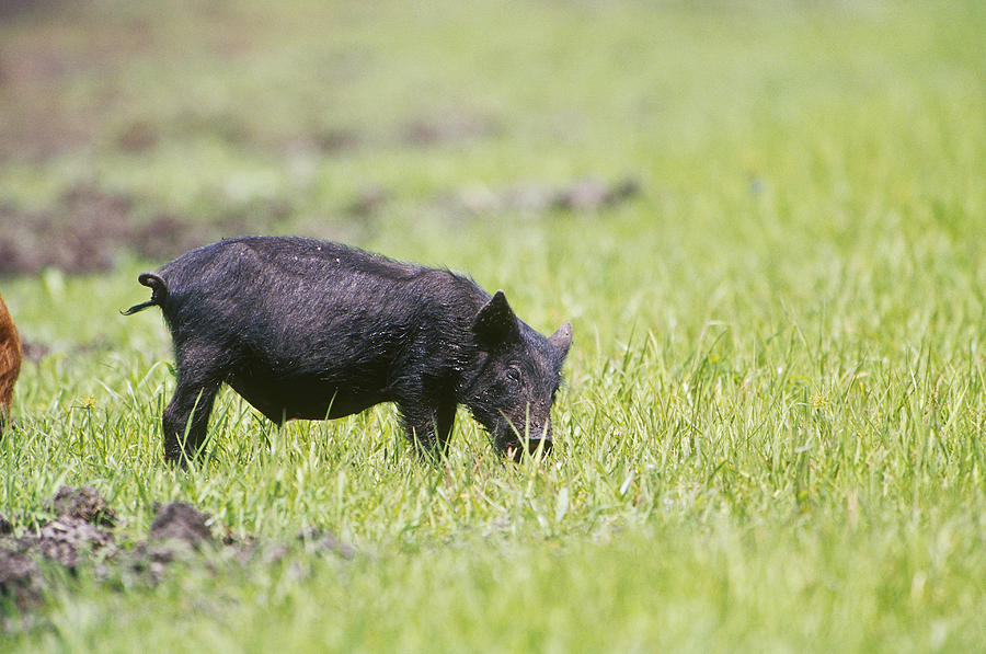 Feral Pig In Florida Photograph by Paul J. Fusco