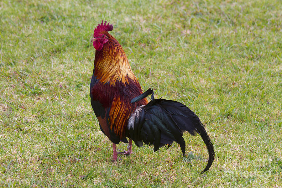 Rooster Photograph - Feral Rooster by Michael Dawson