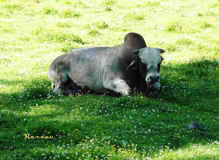 Ferdinand the Bull Photograph by A L Sadie Reneau
