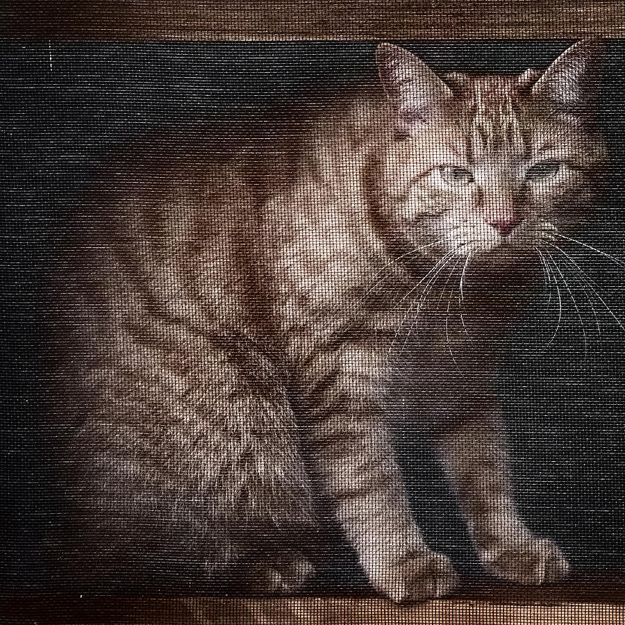 Cat Photograph - Fergus The Indoor Cat C by Patrick Lynch