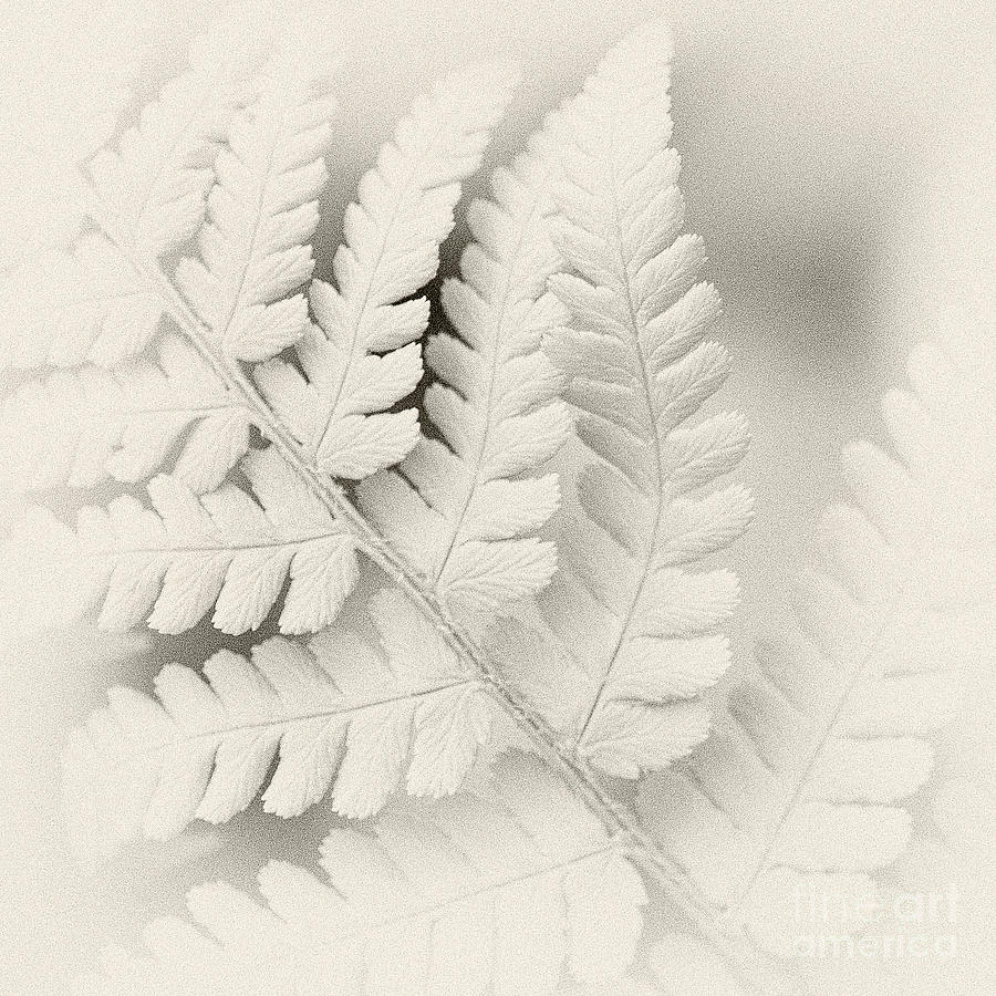 Fern Leaf Photograph by Janet Burdon