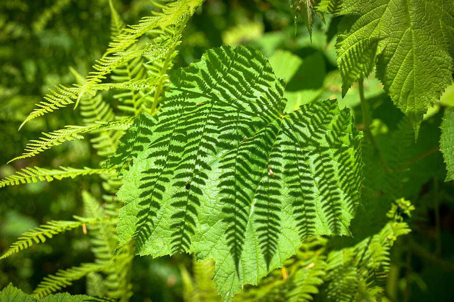 Fern Abstract 2 Photograph by Ronda Broatch