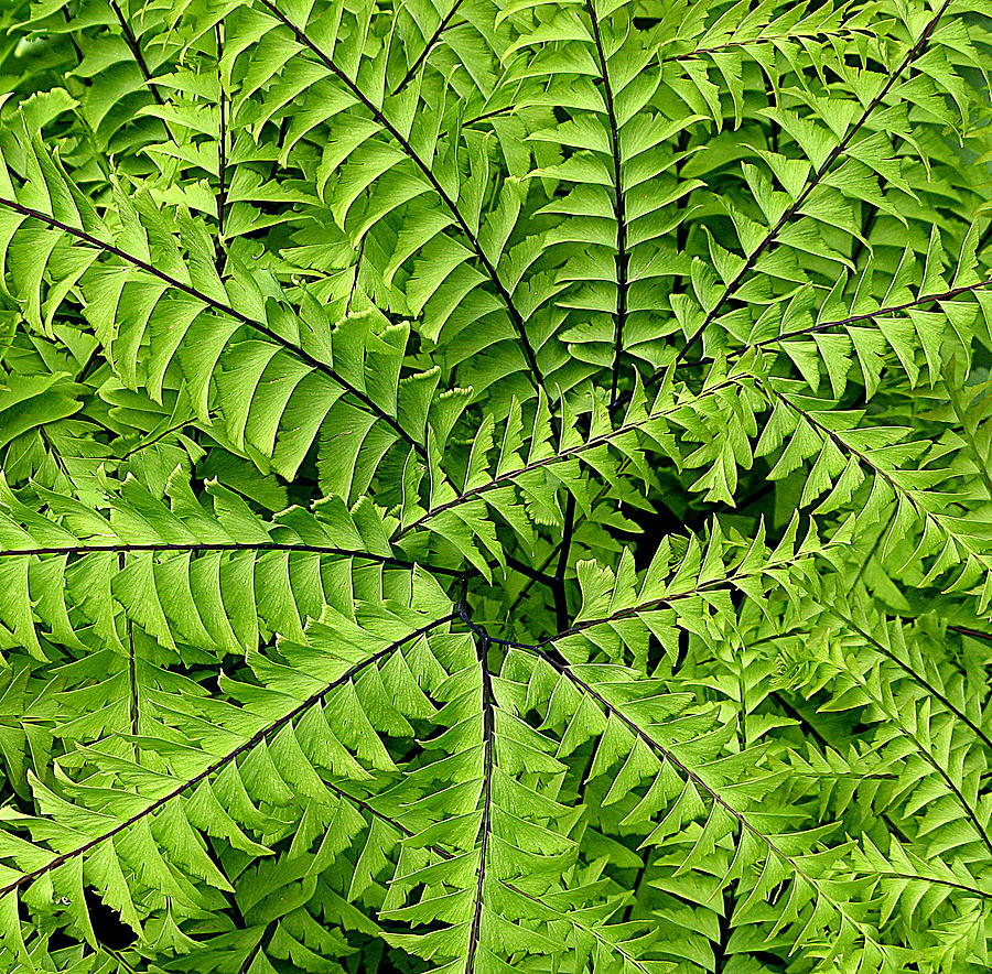 Nature Photograph - Fern Abstract by Brian Chase
