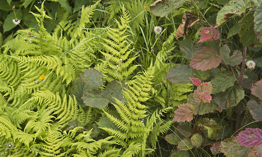 Fern Abstract Maine Hilltop Photograph by Peter J Sucy