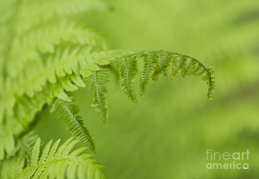 Nature Photograph - Fern by Alana Ranney