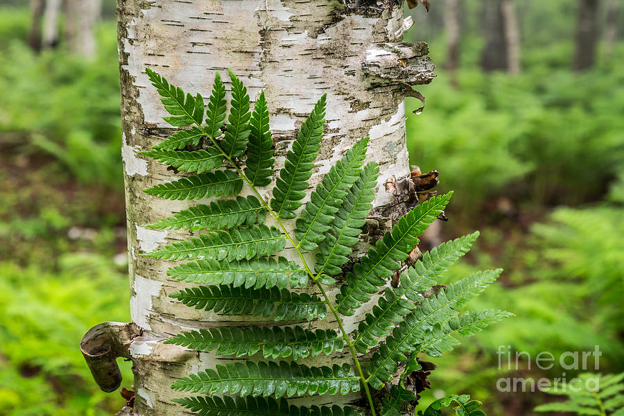 Fern and Birch in Acadia 1 Photograph by Susan Cole Kelly