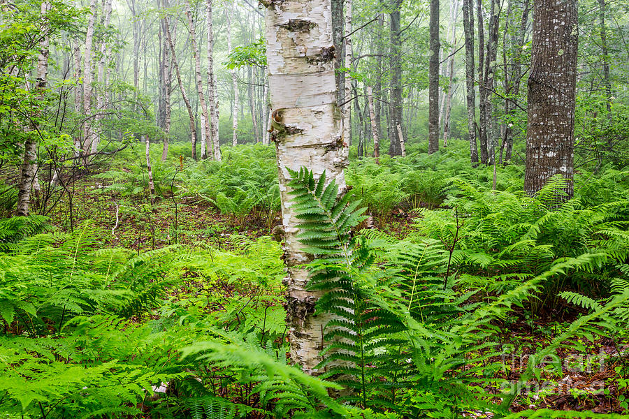 Fern and Birch in Acadia 2 Photograph by Susan Cole Kelly