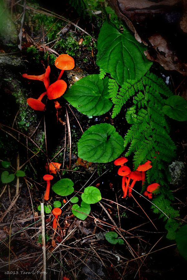 Fern and Fungus Photograph by Tara Potts