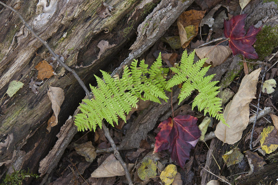 Fern and Maple Leaves Maine IMG 6182 Photograph by Greg Kluempers