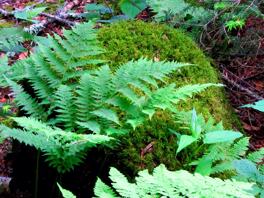 Fern and Moss Photograph by Cynthia  Clark