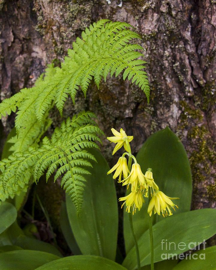 Fern and Wild Flowers Photograph by Tom Brickhouse