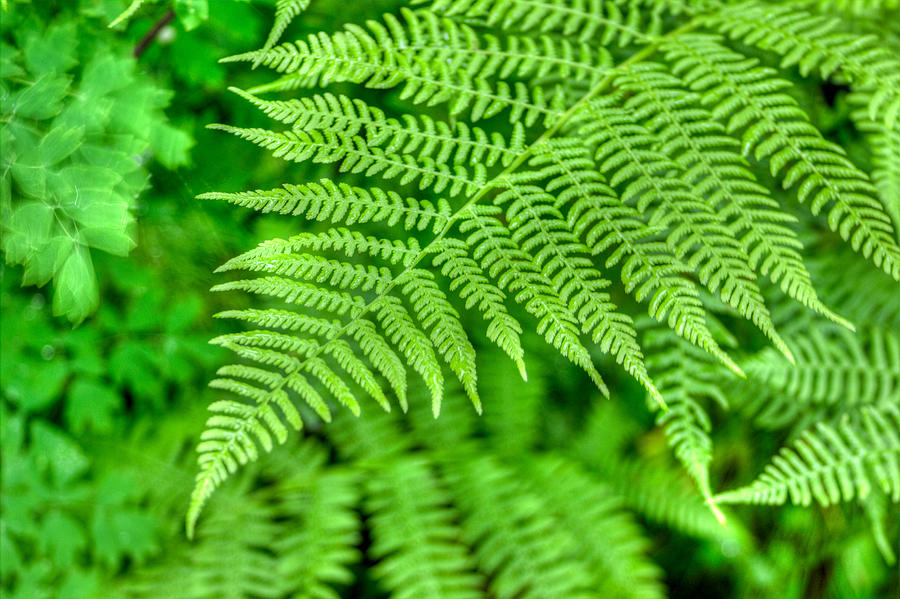 Fern Photograph by Andrew Volkov - Fine Art America