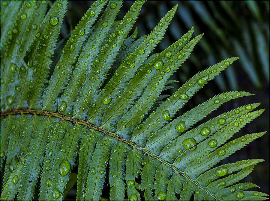 Fern Photograph by Barbara Reyburn - Fine Art America