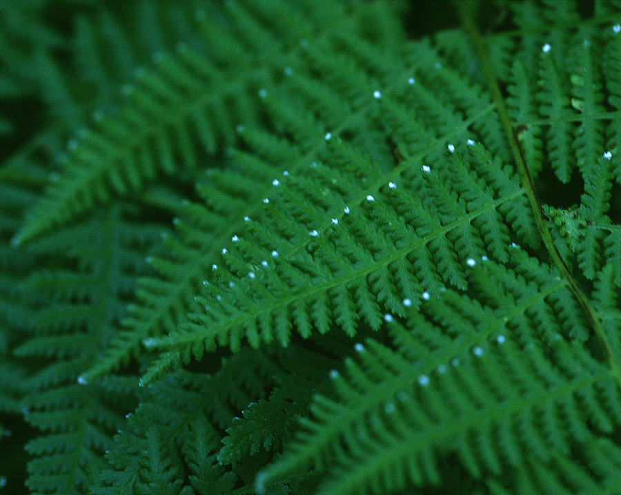 Nature Photograph - Fern by Christopher Meade