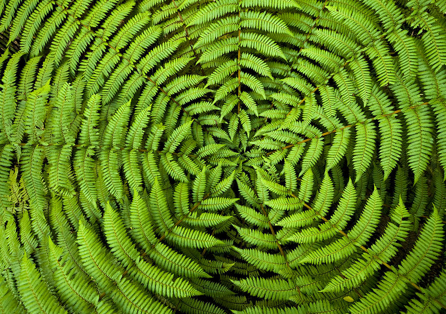 Fern Circle Background Photograph by Georgeclerk
