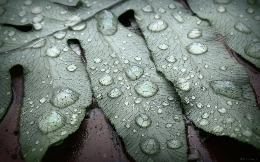 Fern Droplets Photograph by Deborah Smith