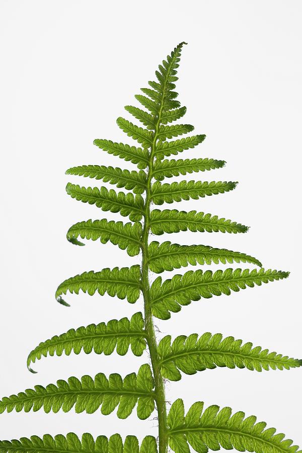 Fern (dryopteris Sp.) Leaves Photograph by Pascal Goetgheluck/science ...