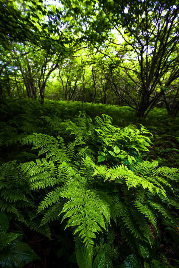 Fern Forest Photograph by Serge Skiba