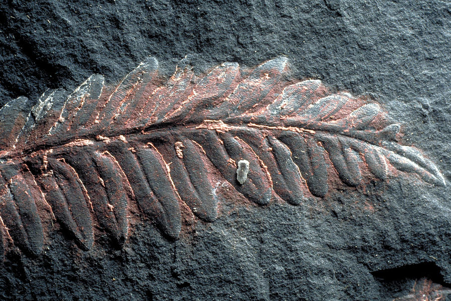 Alethopteris Photograph - Fern Fossil by Theodore Clutter