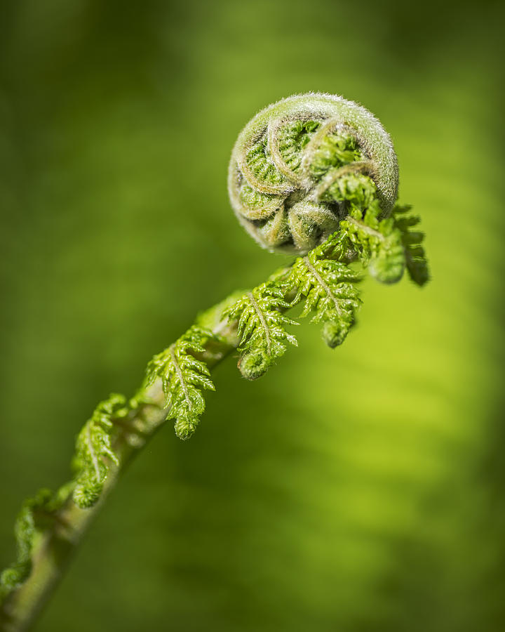 Fern frond unfurling Photograph by David Taylor - Pixels