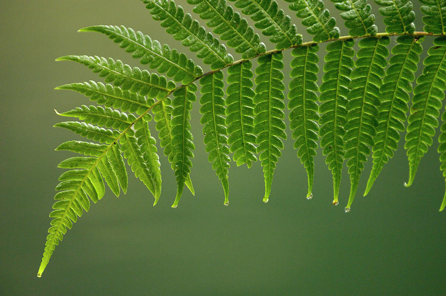 Fern Frond With Drip Tips Photograph by Pete Oxford