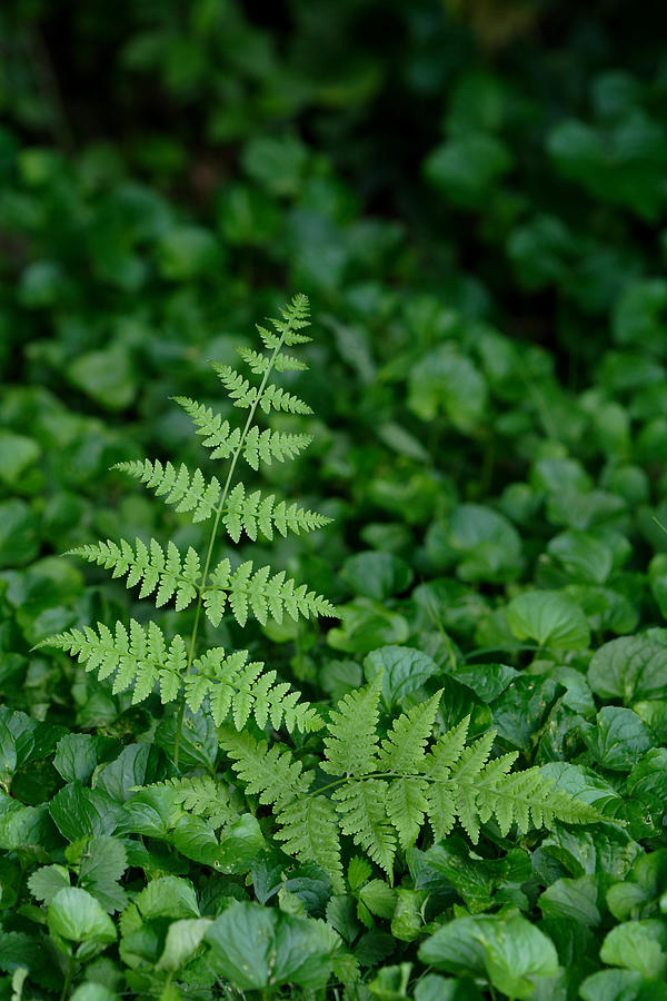 Fern Fronds And Violet Leaves Photograph by Daniel Reed