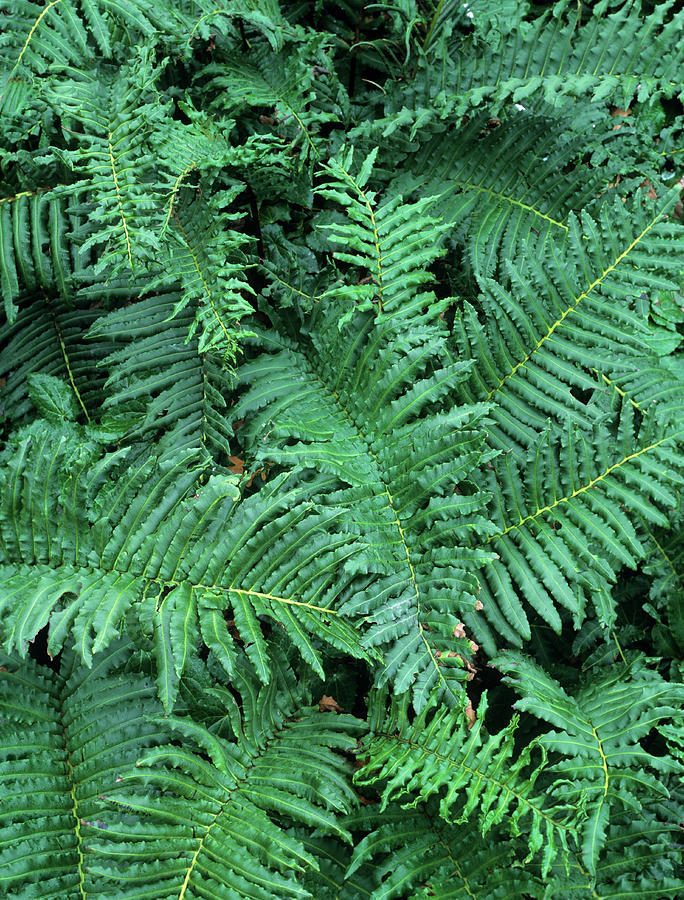 Fern Fronds (blechnum Chilense) Photograph by Geoff Kidd/science Photo ...