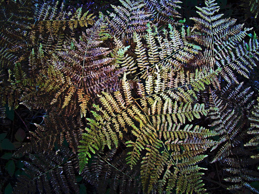 Fern Fronds Photograph by Nick Kloepping