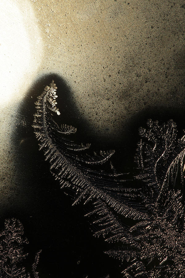 Abstract Photograph - Fern frost and sun by Ulrich Kunst And Bettina Scheidulin