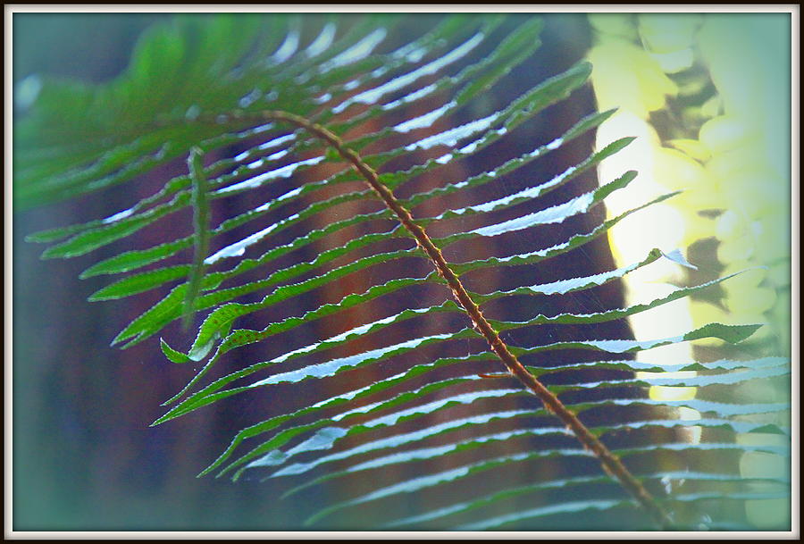 Fern Photograph By Greg Thiemeyer Fine Art America