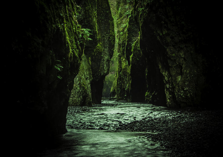 Fern Gully Photograph by Colby Drake - Fine Art America