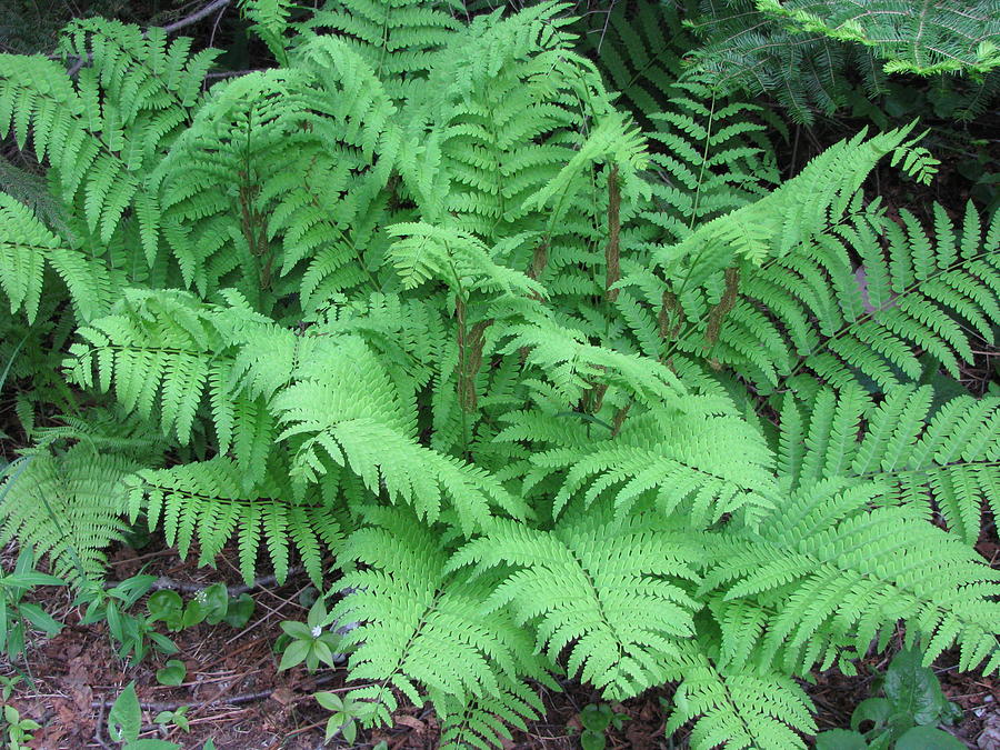 Fern Gully Photograph by Mary LaBerge - Pixels