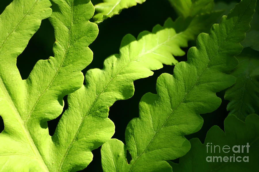 Abstract Photograph - Fern in sunlight by Sandra Cunningham